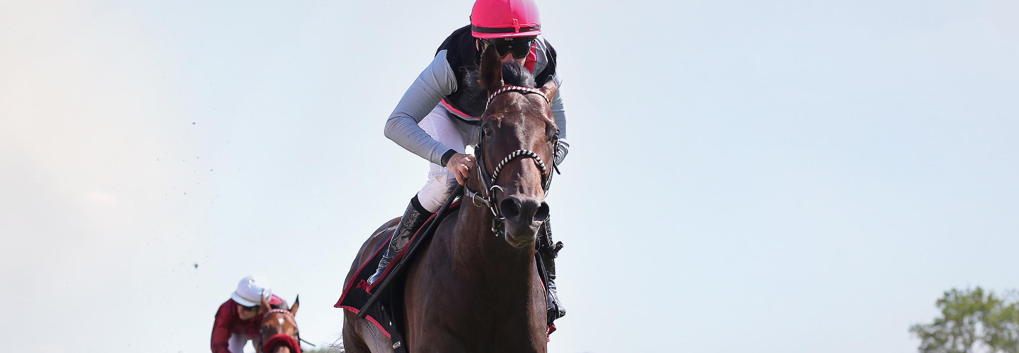 Derbywoche in Hamburg beginnt am Sonntag: Straight ist Derby-Favorit